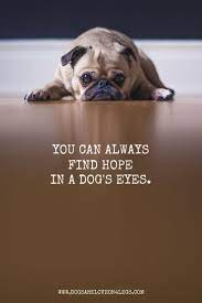 Dog Quote You Can Always Find Hope In A Dog S Eyes Dog Quotes Dog Quotes Funny Dogs