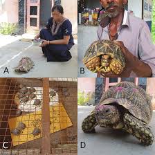 Image result for Dactyladenia gilletii