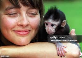 1,932 Abandoned Zoo Stock Photos, High-Res Pictures, and Images