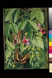 Image result for Riocreuxia