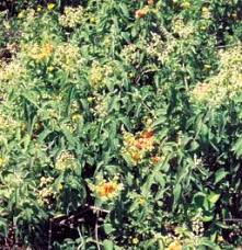 Image result for Hoslundia