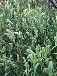 Image result for Polypogon