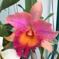 Cattleya Orchid 1 Plant Hybrid Lc Waianae Sunset Blooming Size From Thailand Ebay Cattleya Orchid Orchid Flower Orchids
