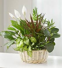 Classic Dish Garden For Sympathy In 2020 Dish Garden Sympathy Flowers Fresh Flower Bouquets