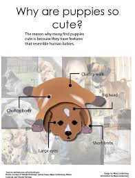 We present our illustrated list of 20 of the cutest puppy breeds. Why Are Puppies So Cute The Leaf