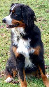Bernese Mountain Dog Black Brown And White Dog Breeds Bernese Mountain Dog Madi Bernesemountaindog Bernese Dog Dog Breeds Bernese Mountain Dog