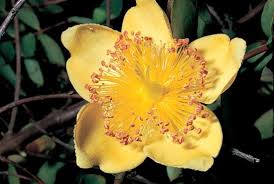 Maybe you would like to learn more about one of these? Ovary Botany Definition Structure Britannica