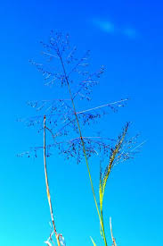 Image result for Sporobolus coromandelianus