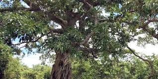 Image result for Ficus bubu