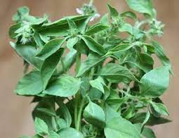 Maybe you would like to learn more about one of these? 10 Manfaat Daun Kemangi Baik Untuk Kesehatan Reproduksi Pria Dan Wanita Rumah123 Com