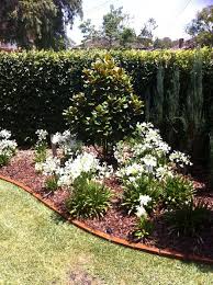 Matts Garden Sydney Front Yard Garden Design Magnolia Tree Landscaping Magnolia Gardens