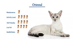 Advertise, sell, buy and rehome british shorthair cats and kittens with pets4homes Oriental Cat Breed Everything You Need To Know At A Glance
