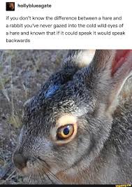 If You Don T Know The Difference Between A Hare And A Rabbit You Ve Never Gazed Into The Cold Wild Eyes Of A Hare And Known That If It Could Speak It Would