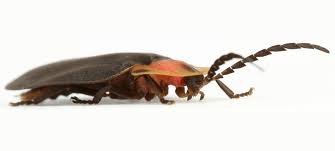 Fireflies of Florida | Coast to Canopy Episode 4 - The WFSU Ecology Blog