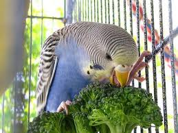 Maybe you would like to learn more about one of these? Why Is My Parrot Not Eating Top Reasons Your Bird Won T Eat