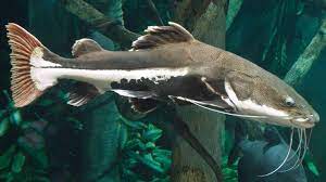 River Giants Re Homing Sanctuary Aquarium Catfish Catfish Monster Fishing