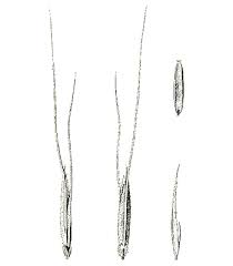 Image result for Enteropogon