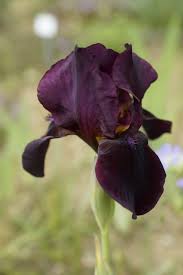 Image result for Crotalaria nigricans