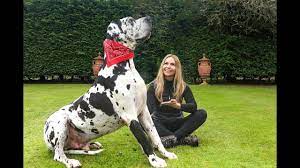 Maybe you would like to learn more about one of these? The Great Dane The Tallest Dog In The World Animal Watch Youtube