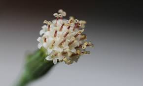 Image result for Senecio forbesii