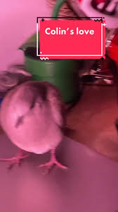 Colin’s gf#funny#love