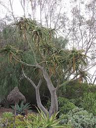 Image result for Aloe barendii