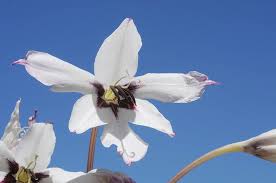 Image result for Gladiolus microspicatus