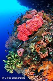 Dive The Alor And The Fantastic Coral Reefs Of Pantar Island Indonesia We Love Your Diving Spot Coral Reef Animals Ocean Pictures Underwater Painting