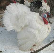 White Holland Raising Turkeys Turkey Breeds Pet Birds