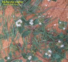 Image result for Richardia scabra