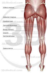 We did not find results for: Do Women Have Stronger Legs And More Lower Body Strength Than Men Femuscleblog