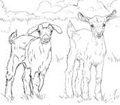 Printable baby goat coloring pages. Baby Goats Coloring Page Goat Coloring Pages Goat Art Goat Line Art