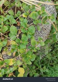 Image result for Alternanthera pungens