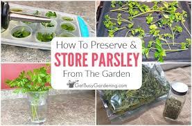 How To Preserve & Store Fresh Parsley - Get Busy Gardening
