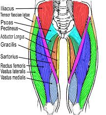 Leg muscle anatomy (front view. Muscles Of The Leg Quads
