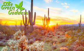 Here are the essentials to know for summer gardening in arizona and other hot climates. Arizona Summer Landscaping Green Goddess
