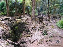 We did not find results for: Lava Tree State Monument Big Island Hikes