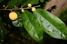 Image result for Dichapetalaceae