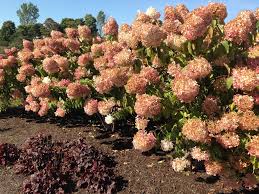 What kind of hydrangea has white and yellow flowers? Hydrangea Hydrangea North Shore Plant Club