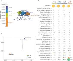 Matheus fernandes, jujuba e bigair dy jaime ela bebeu demais e vai tomar glicose no bumbum. House Fly Body Parts Diagram Insect Wing Wikipedia The Upper Region Of The Body Includes Everything Above The Neck For Instance Hair Scalp Eyes Ears Nose Mouth Tongue