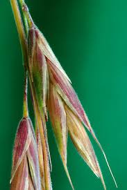 Image result for Bromus leptoclados