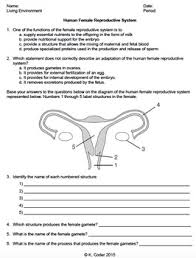 Worksheet Female Reproductive System Editable In 2020 Reproductive System Female Reproductive System Reading Comprehension
