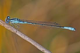 Image result for Empogona ngalaensis