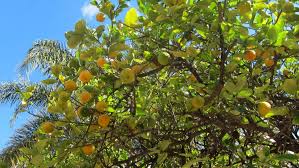 Image result for Citrus × aurantiifolia