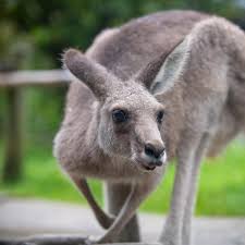 Image result for kangaroo