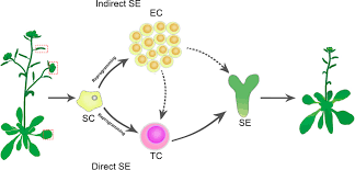 Check spelling or type a new query. Plant Cell Totipotency Insights Into Cellular Reprogramming Su 2021 Journal Of Integrative Plant Biology Wiley Online Library