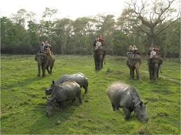 Image result for chitwan national park