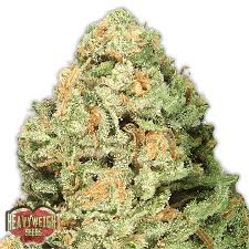 Fruit will be set from mid may to early. Sale Of Heavyweight Seeds Fruit Punch