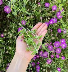 Image result for Delosperma spp.