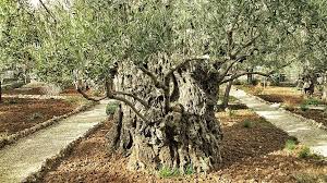 An Ancient Olive Tree In The Garden Of Gethsemane Tree Garden Of Gethsemane Country Roads